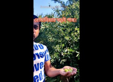 রোমানিয়ার বড়ই গাছ